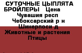 СУТОЧНЫЕ ЦЫПЛЯТА БРОЙЛЕРЫ › Цена ­ 30 - Чувашия респ., Чебоксарский р-н, Шинерпоси д. Животные и растения » Птицы   